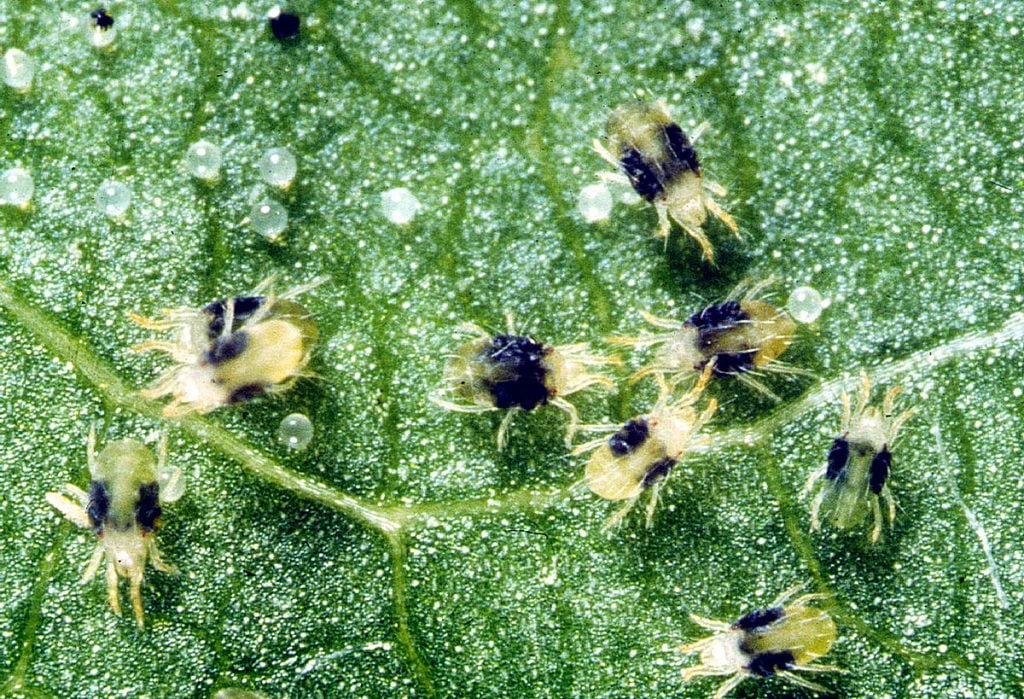 6 small spider mites, each with two black spots on their back