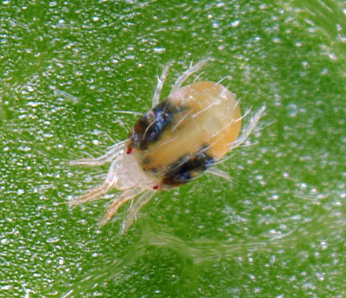 single two spotted spider mite.