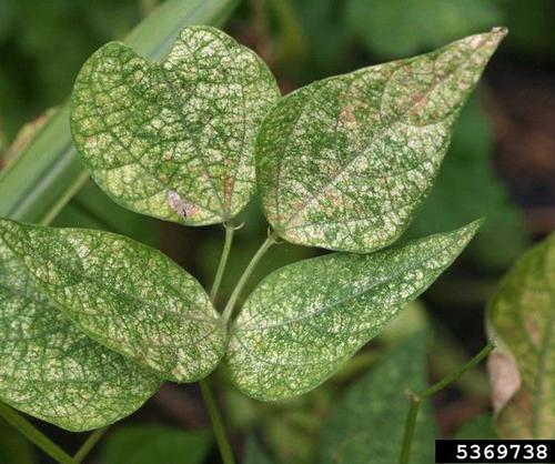 4 leaves with small light yellow spots on them.