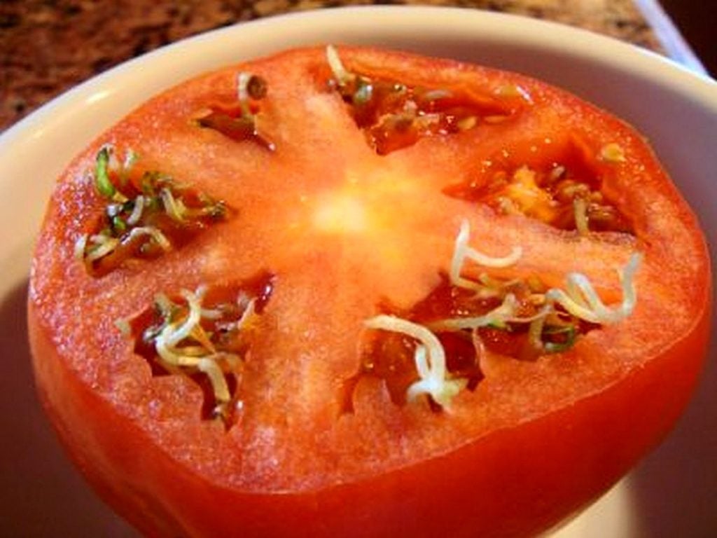 tomato slice with germinating seeds.