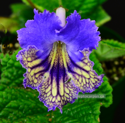 Streptocarpus Exotica