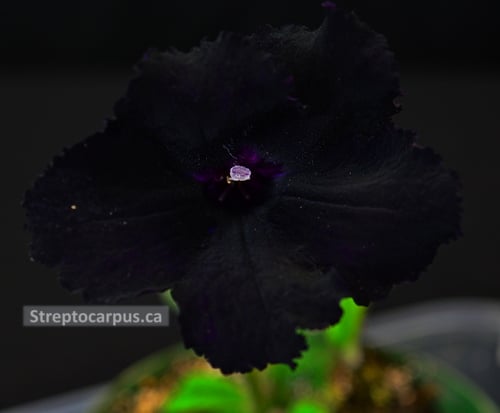 Streptocarpus Gotica