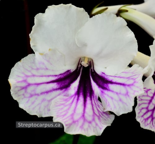 Streptocarpus RP Lacey Bloomers
