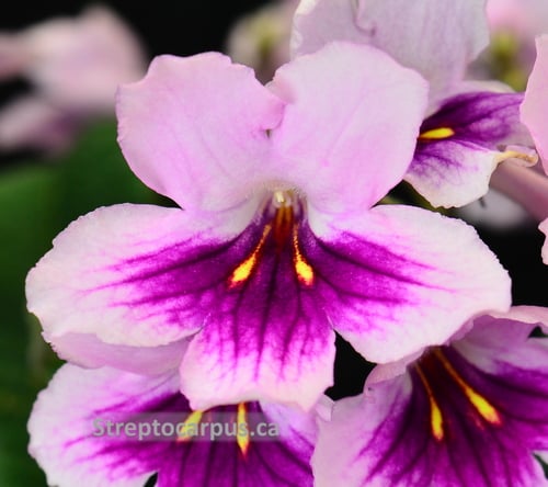 Streptocarpus RP Donna's Pink