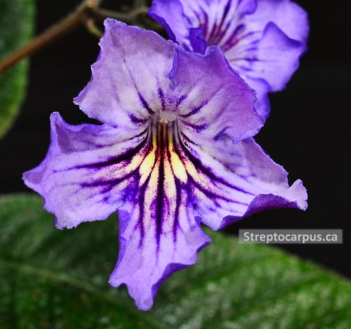 Streptocarpus RP Sassy Angel
