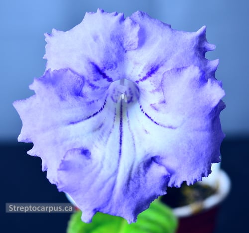 RP223