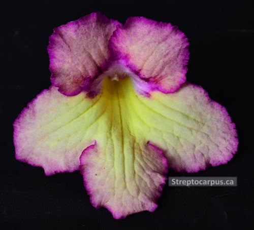 RP250
