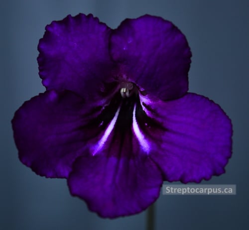 RP Midnight Spark (RP282)