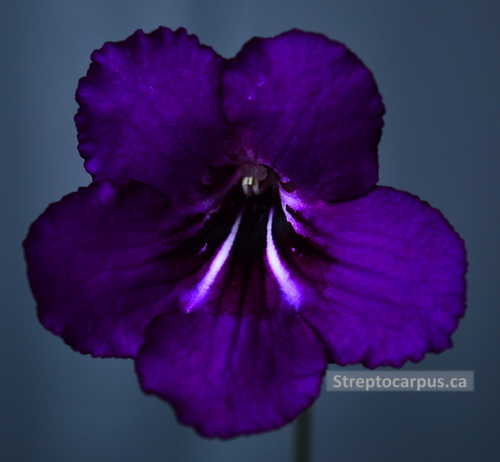 Streptocarpus RP Midnight Spark (RP282)