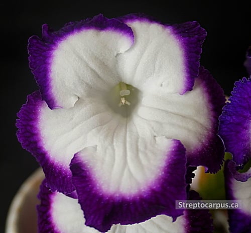 RP On The Edge (RP294)