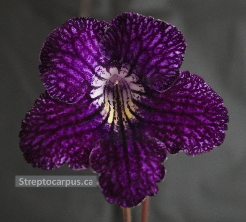 RP393
