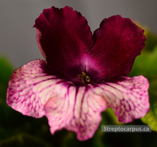 Streptocarpus Red Bicolor