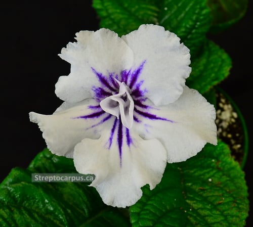 Streptocarpus Rubens