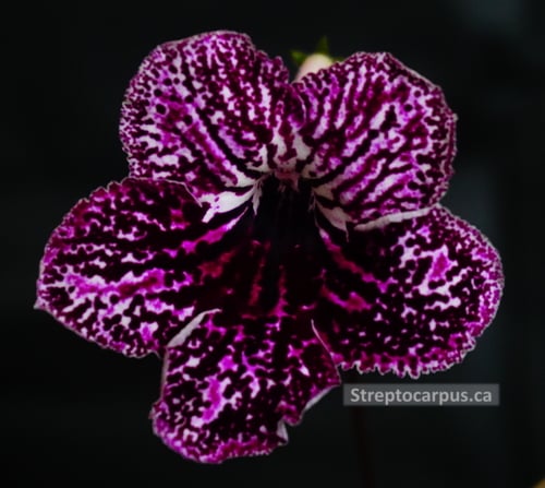 RP344